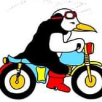 Pingüinos '25